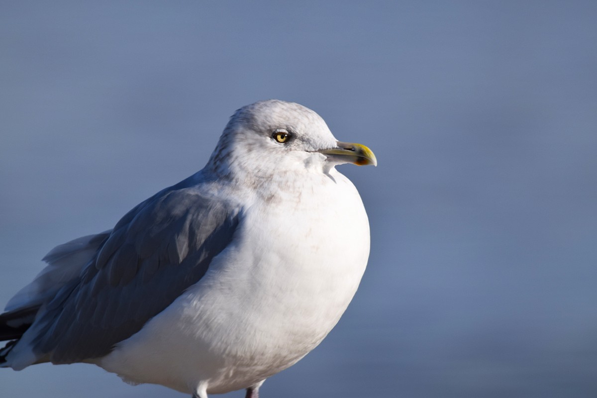 American Herring Gull - ML645689269