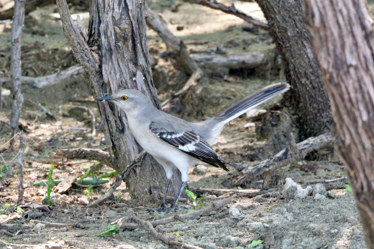 Northern Mockingbird - ML645689274