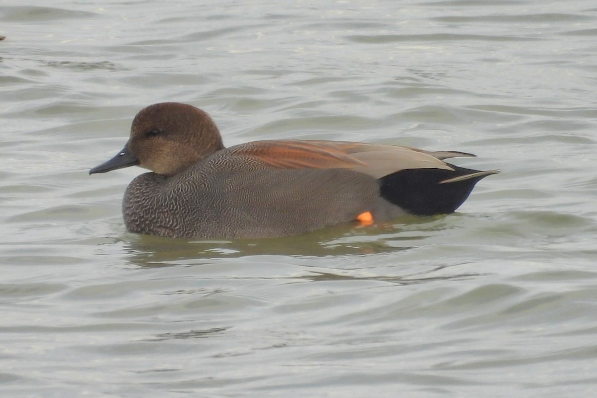 Gadwall - ML645689292