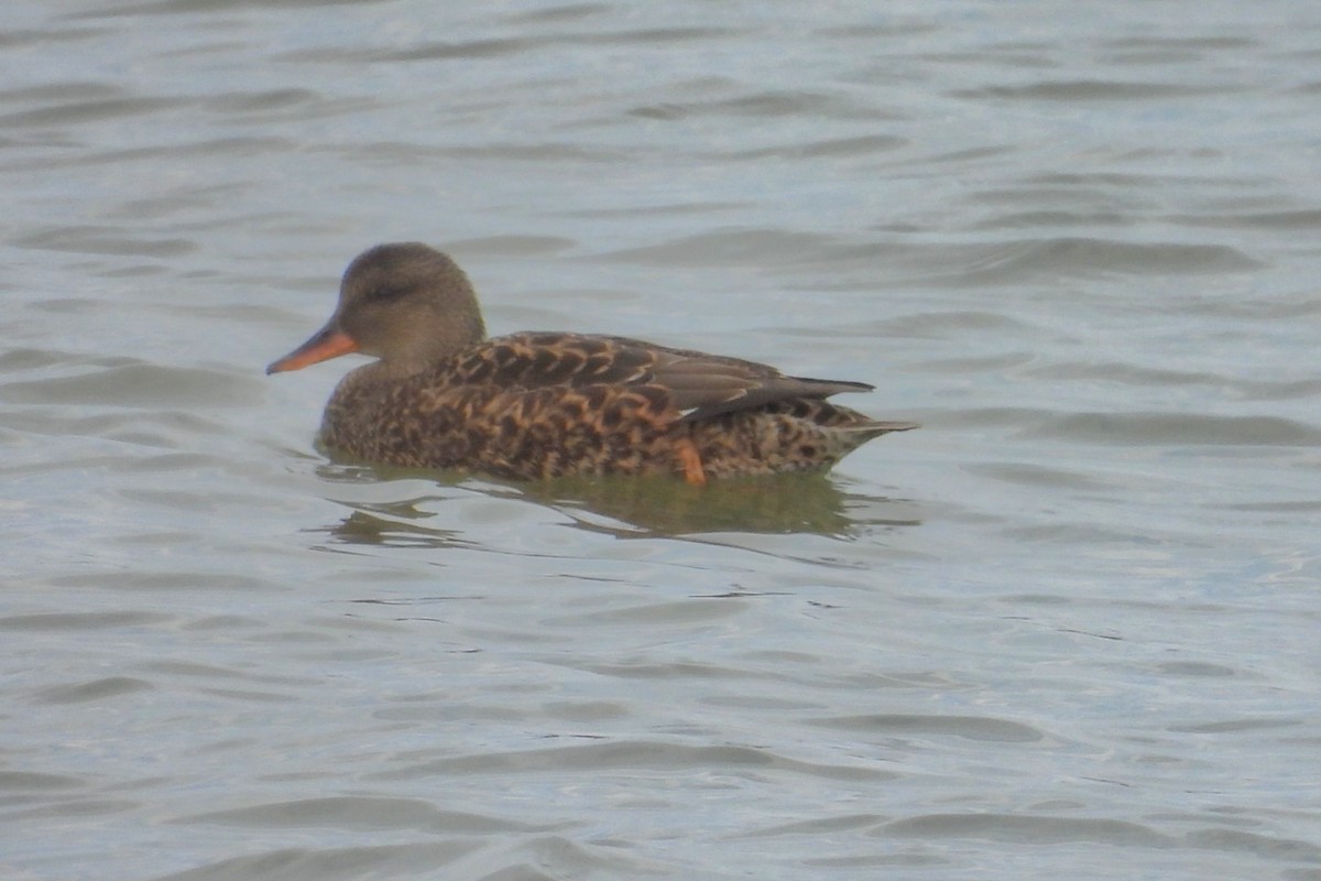 Gadwall - ML645689293