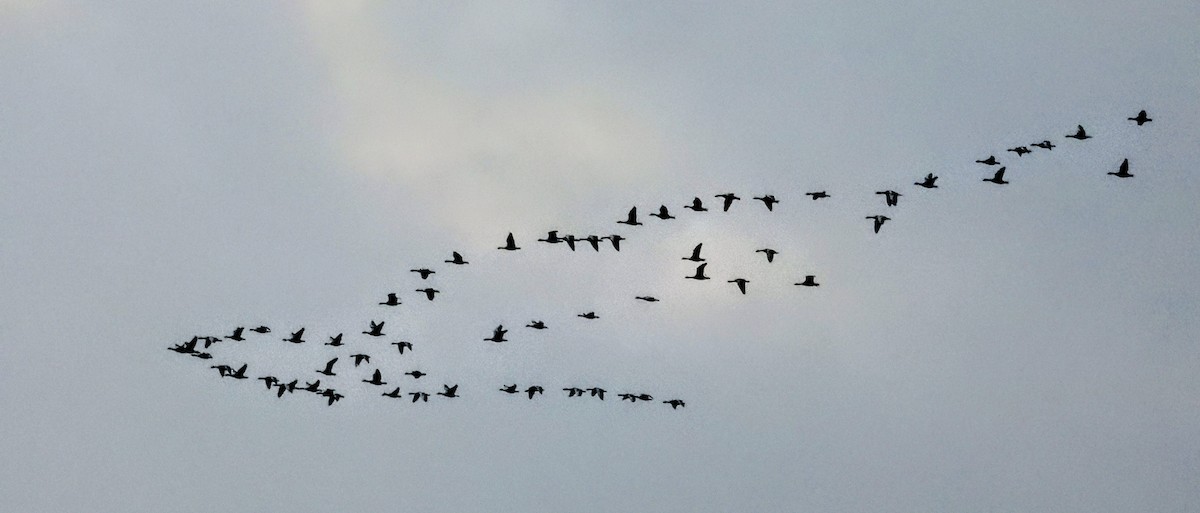 Graylag Goose - ML645689295