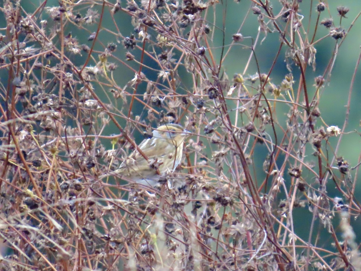 nålstjertspurv - ML645689296