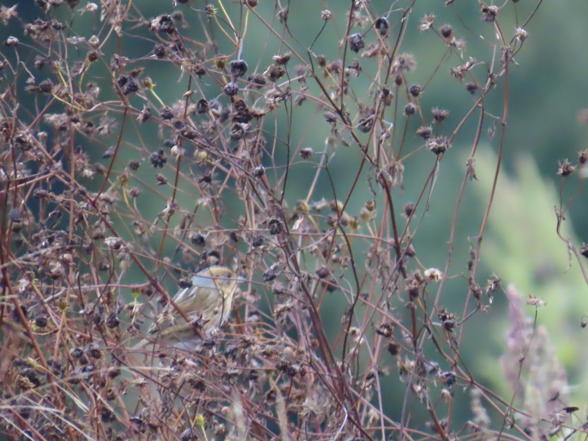 nålstjertspurv - ML645689297