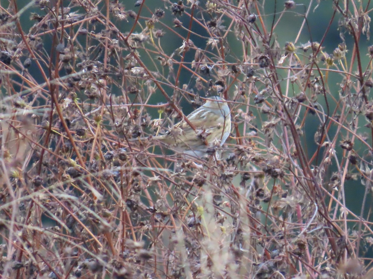 nålstjertspurv - ML645689298