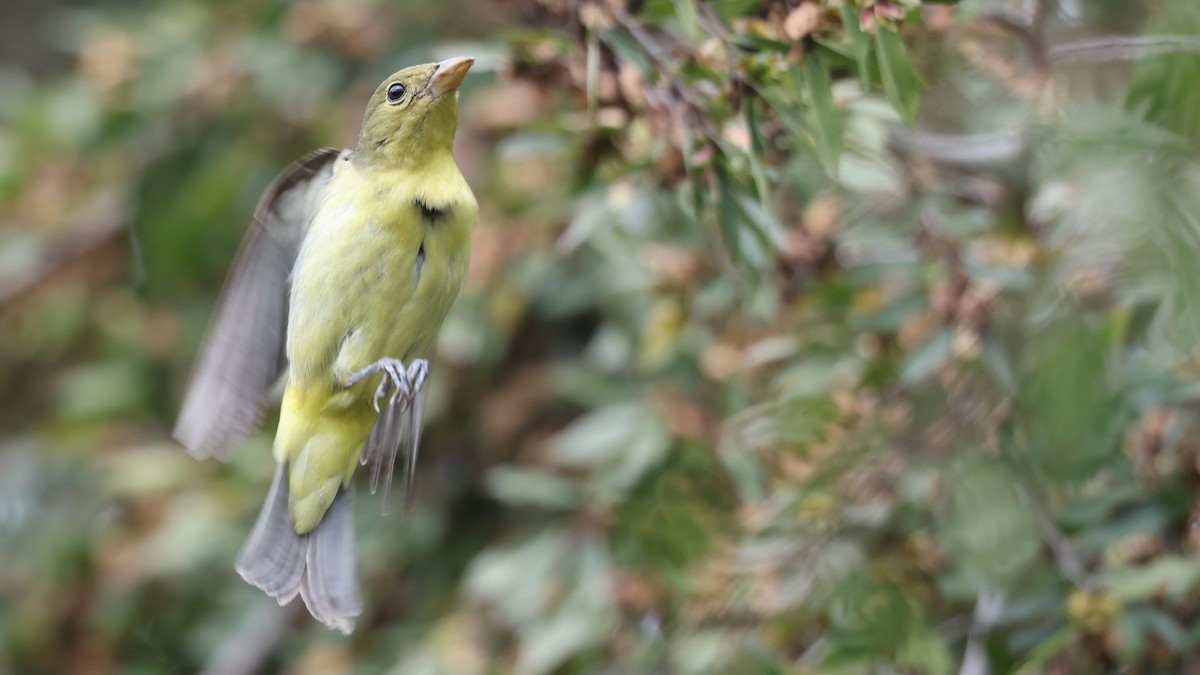 Піранга кармінова - ML645689299