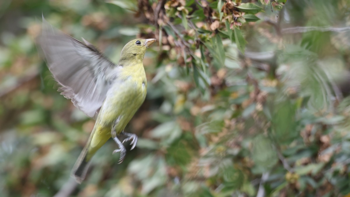 Піранга кармінова - ML645689302