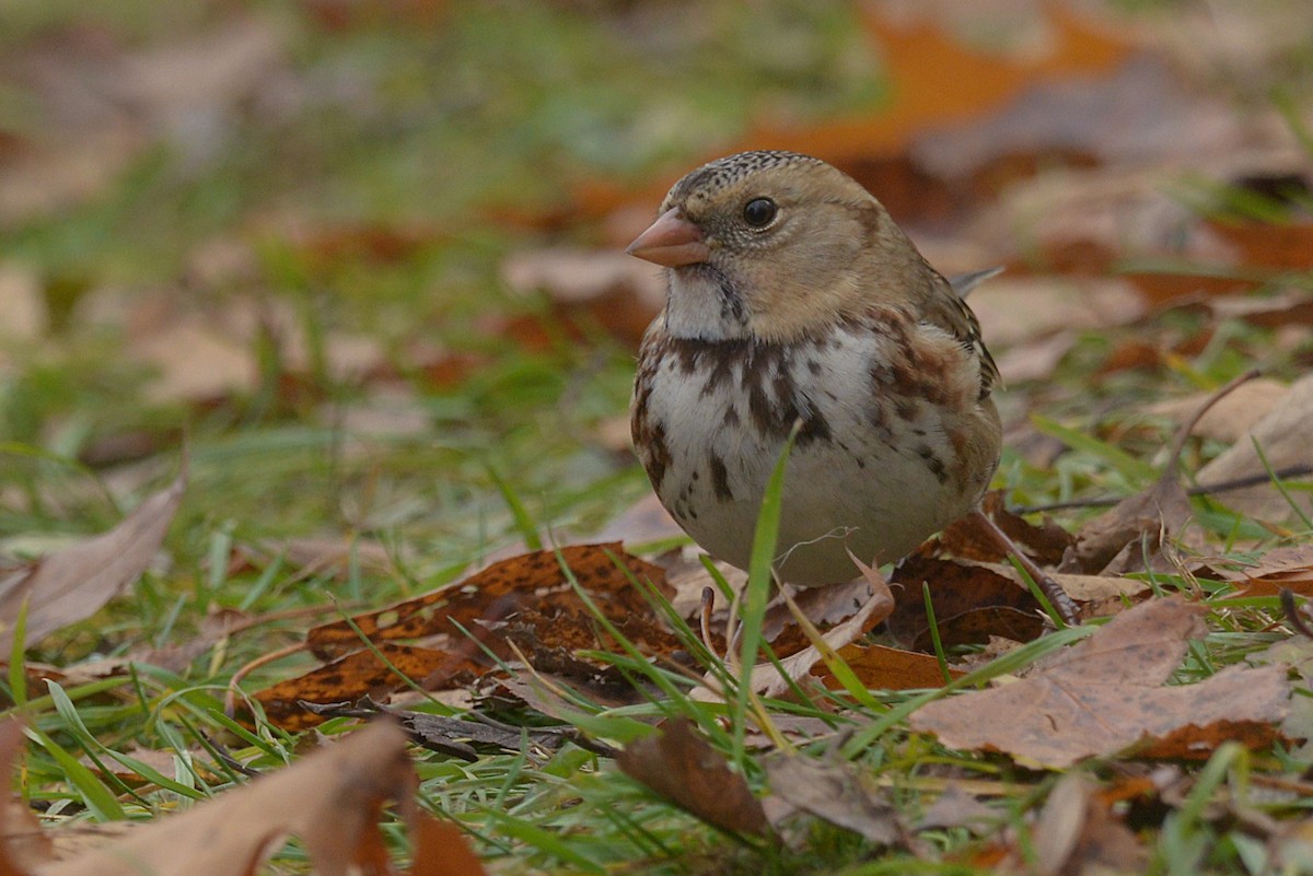 Harris's Sparrow - ML645689303
