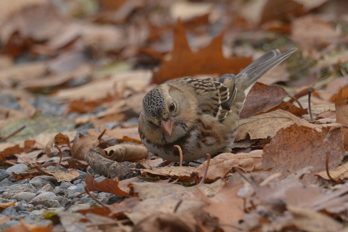 Harris's Sparrow - ML645689304