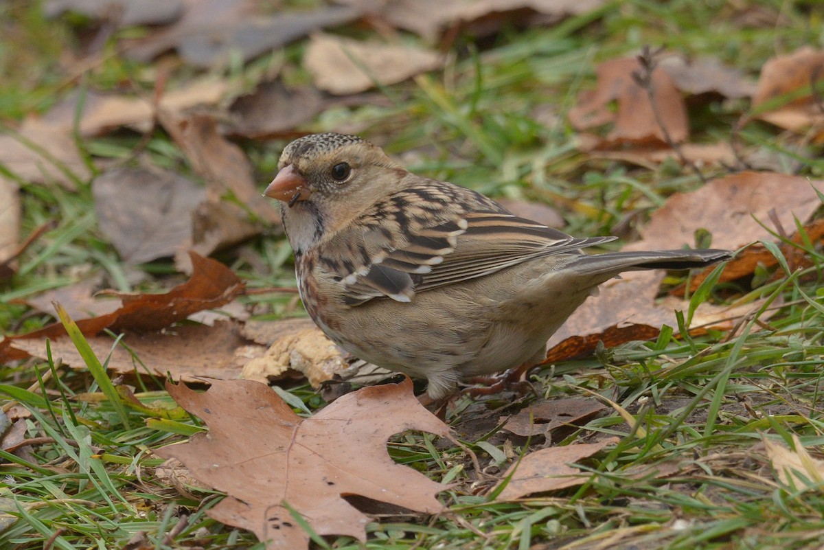 Harris's Sparrow - ML645689305