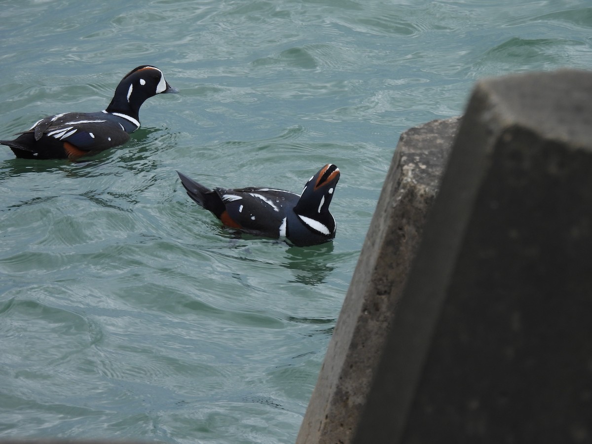 kačka strakatá - ML645689308