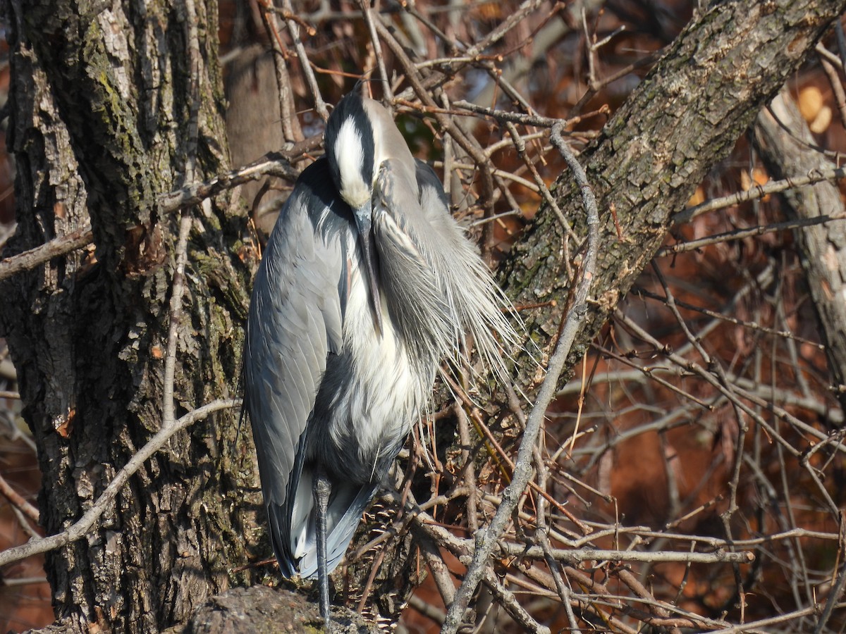 Great Blue Heron - ML645689314