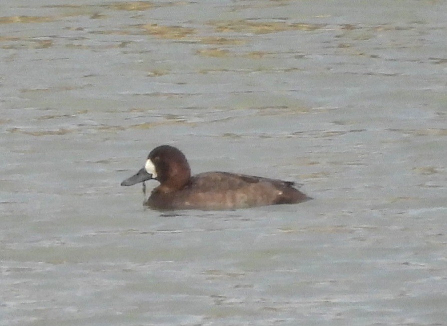 Lesser Scaup - ML645689315