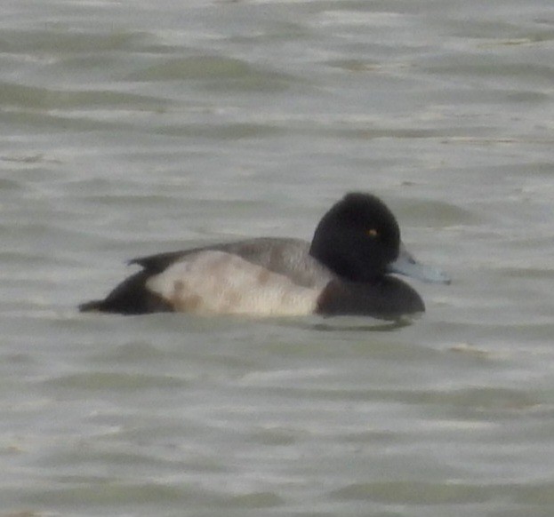 Lesser Scaup - ML645689316