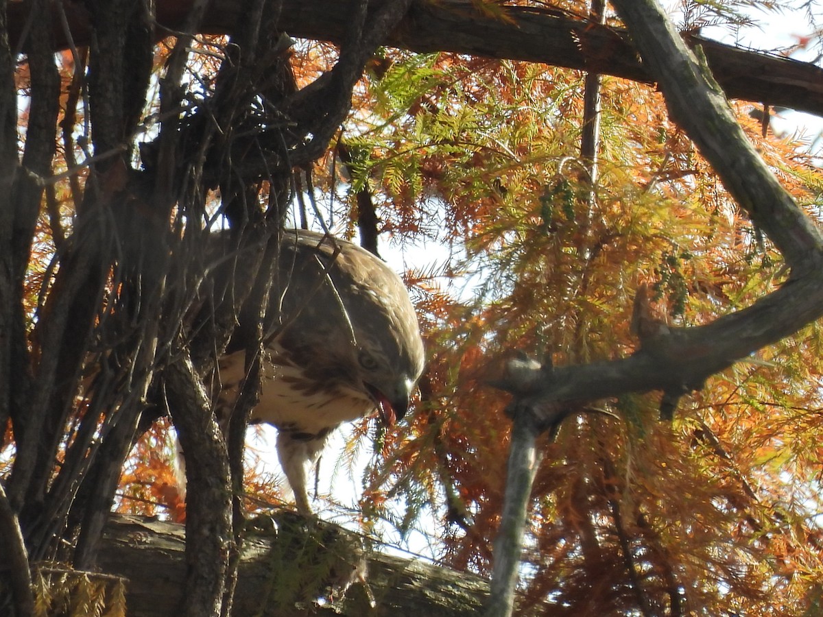 Red-tailed Hawk - ML645689318