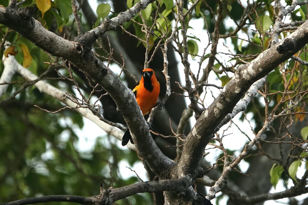 Altamira Oriole - ML645689319