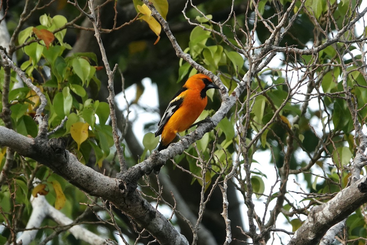 Altamira Oriole - ML645689320