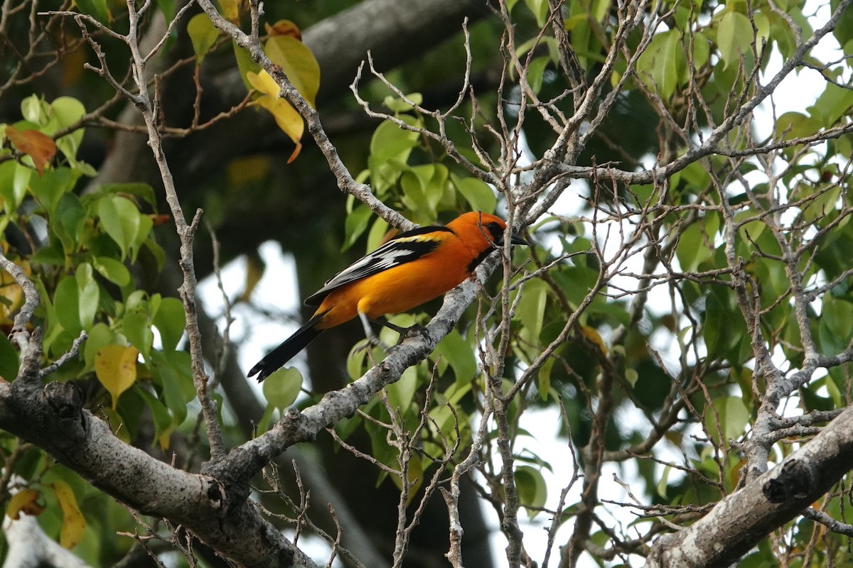 Altamira Oriole - ML645689321