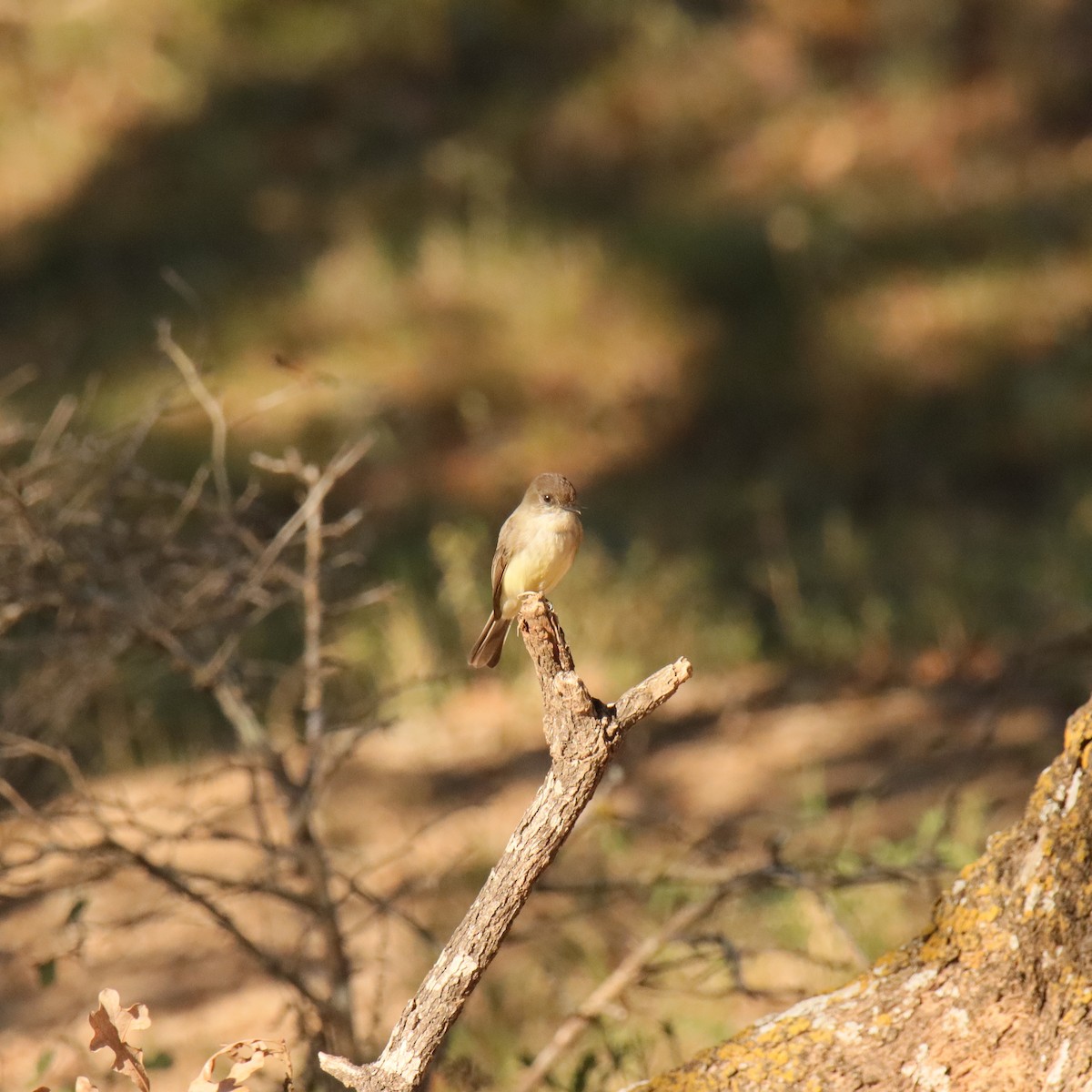 Eastern Phoebe - ML645689323