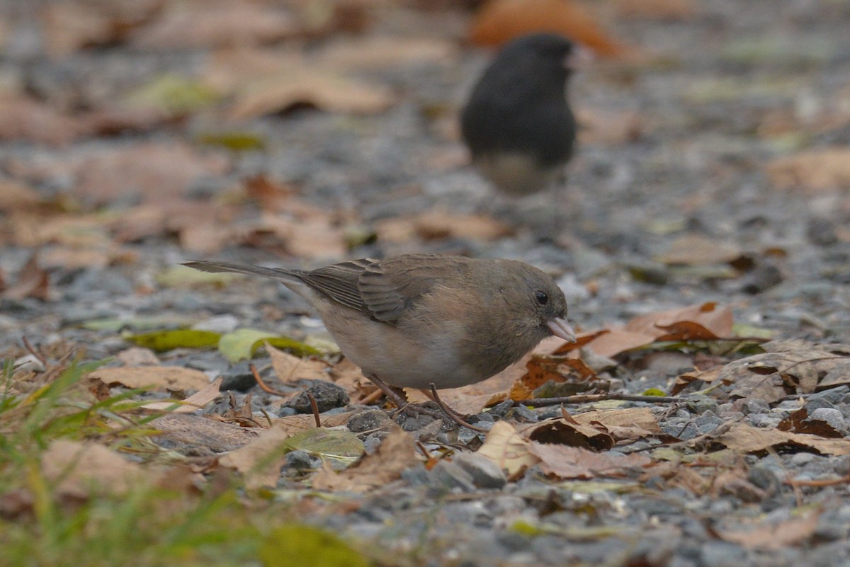 Dark-eyed Junco - ML645689326