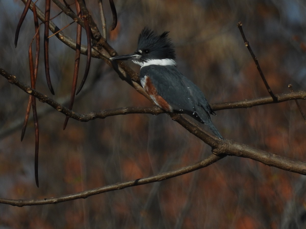 Belted Kingfisher - ML645689327