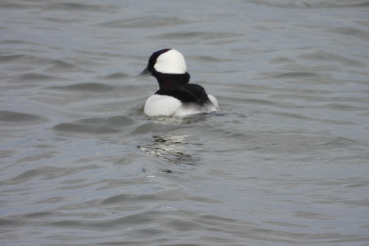 Bufflehead - ML645689332
