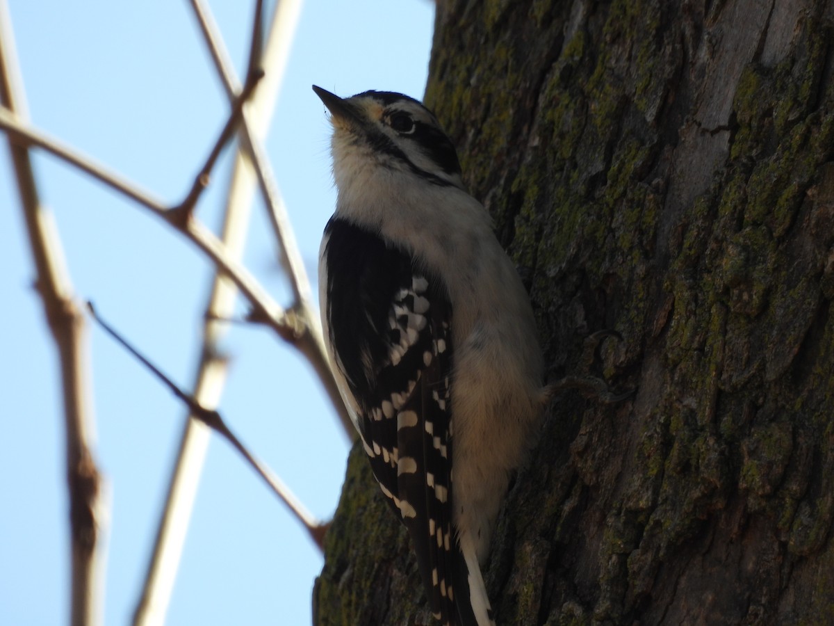 Downy Woodpecker - ML645689340