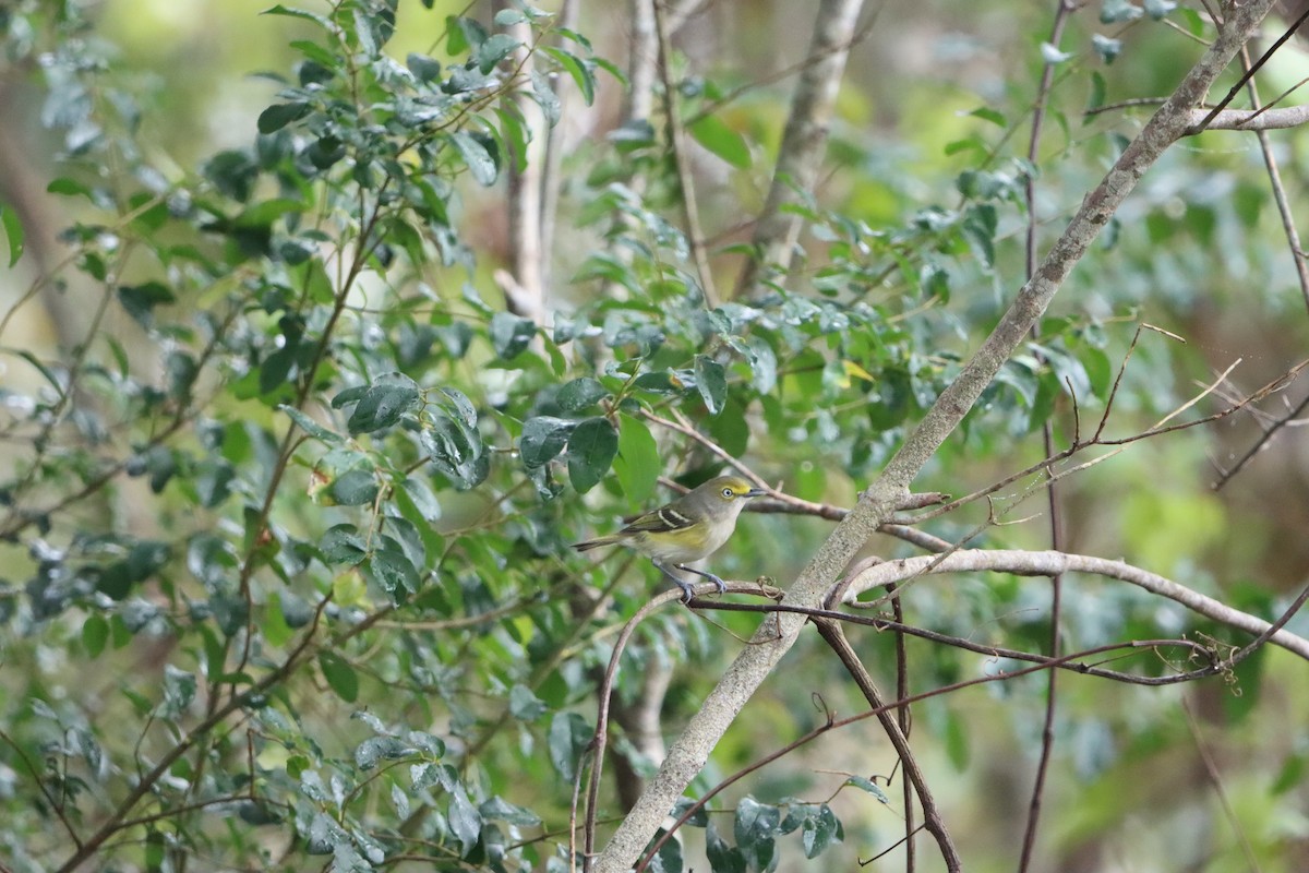 White-eyed Vireo - ML645689344