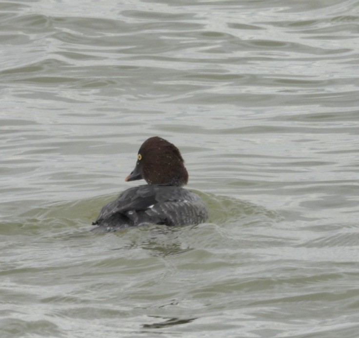 Common Goldeneye - ML645689346