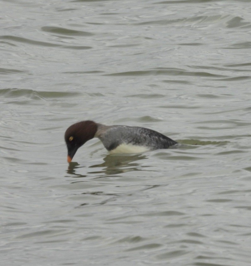 Common Goldeneye - ML645689347
