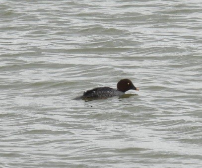 Common Goldeneye - ML645689348