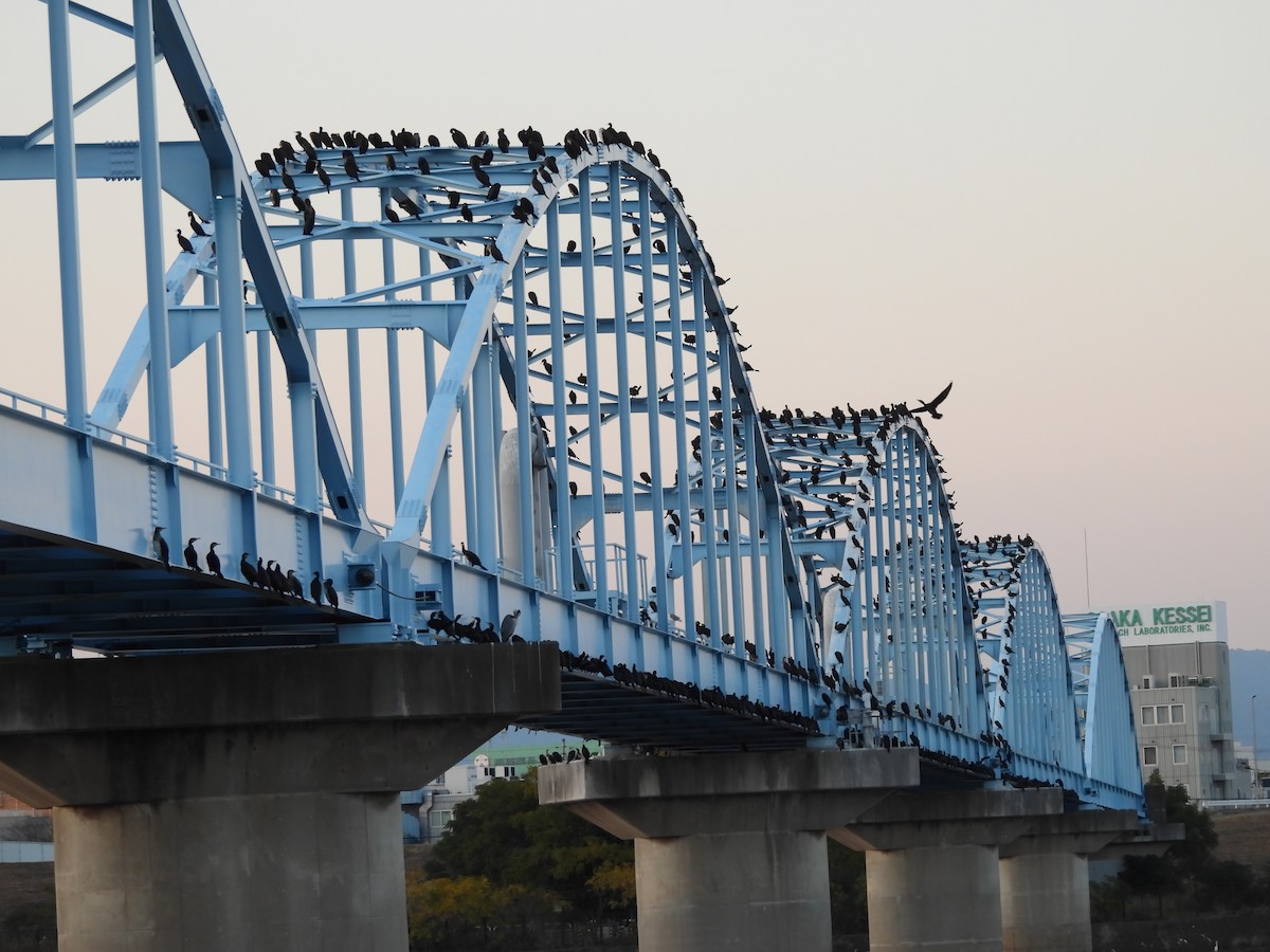 鸕鷀 - ML645689349