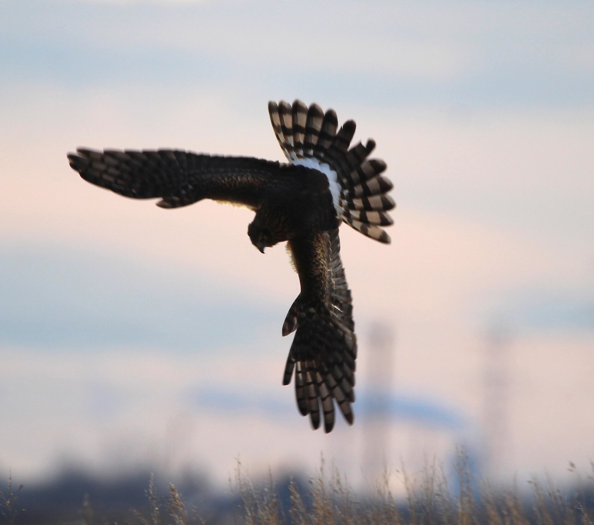 Northern Harrier - ML645689351