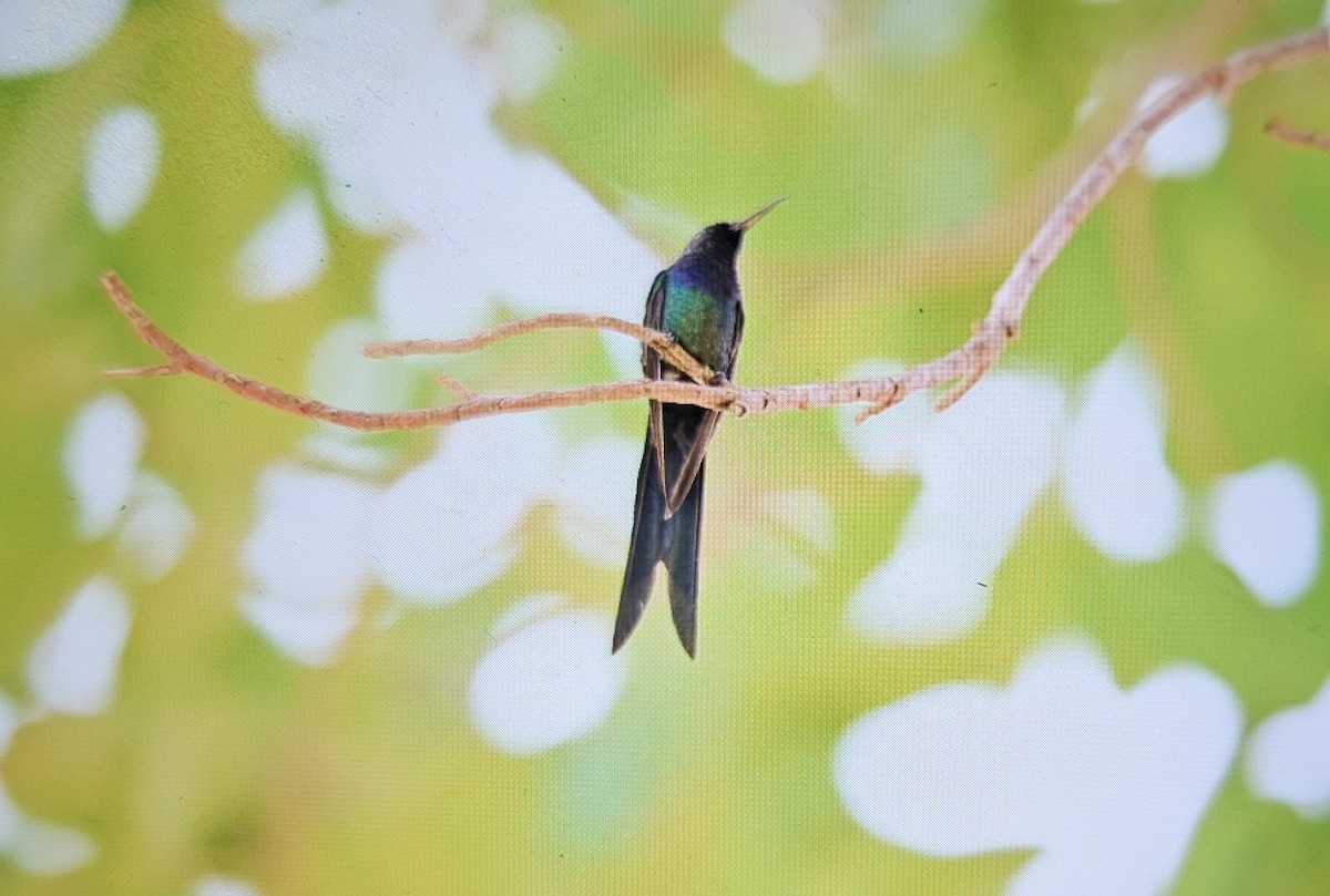 Swallow-tailed Hummingbird - ML645689352