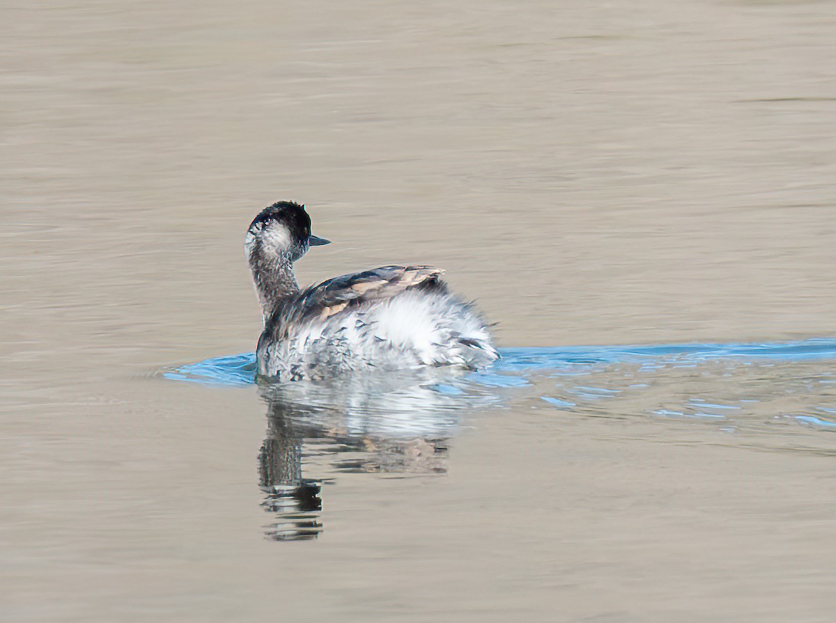 Schwarzhalstaucher - ML645689353