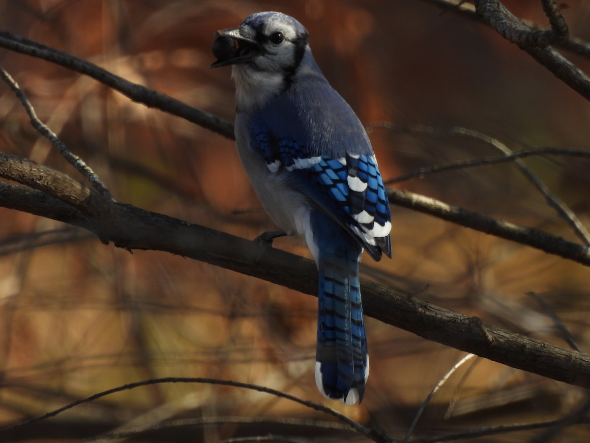 Blue Jay - ML645689355
