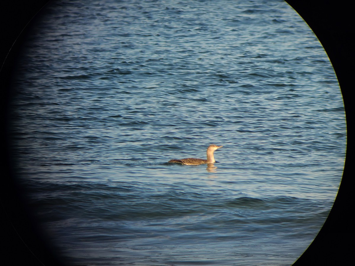 Aliota txikia - ML645689357