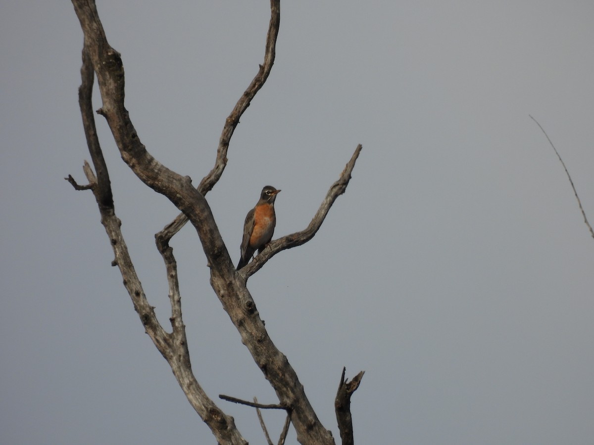 American Robin - ML645689363