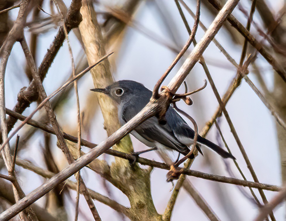 Голубая комароловка - ML645689366