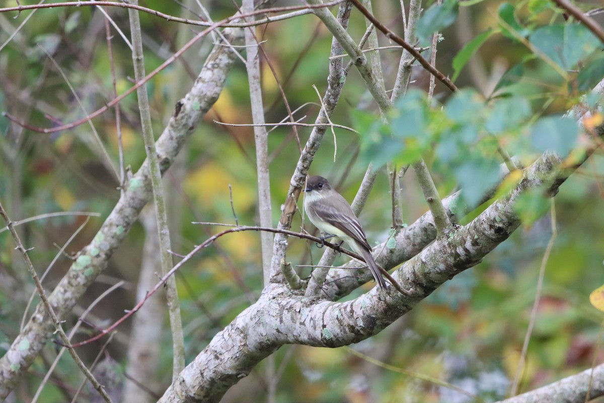 Eastern Phoebe - ML645689368