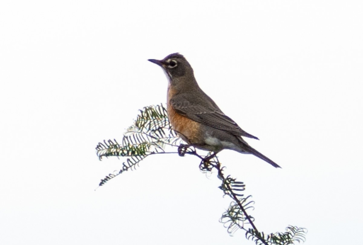 American Robin - ML645689369