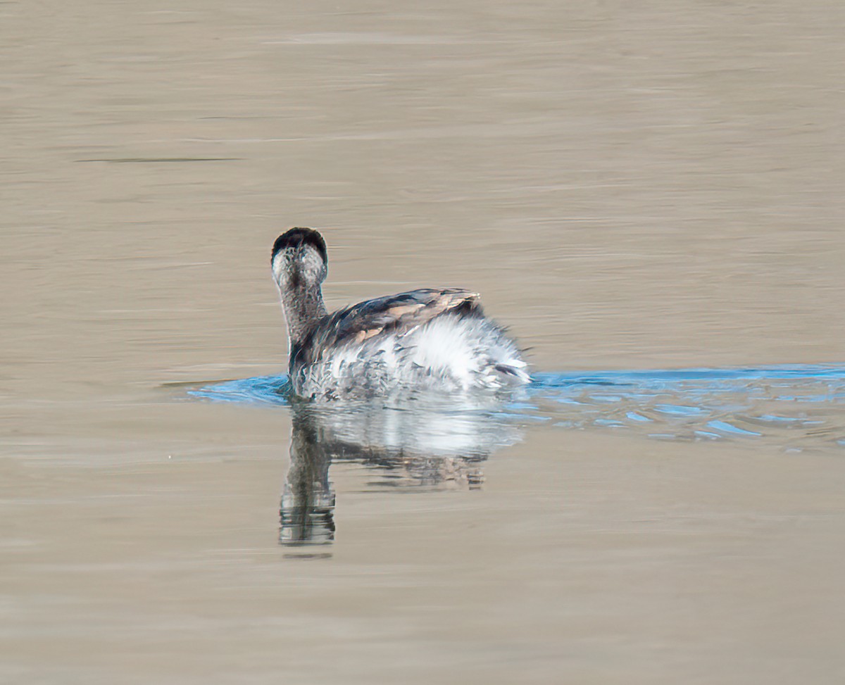 Schwarzhalstaucher - ML645689374