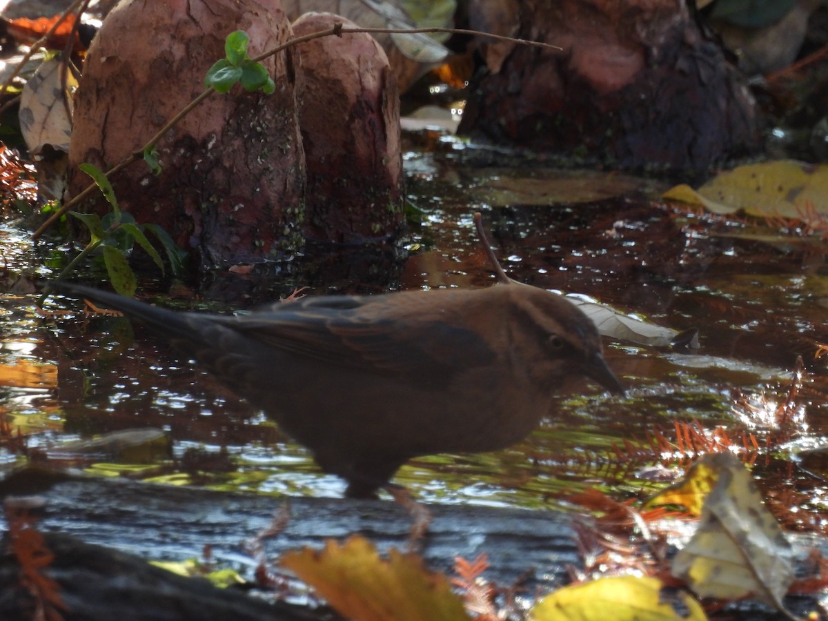 Rusty Blackbird - ML645689376