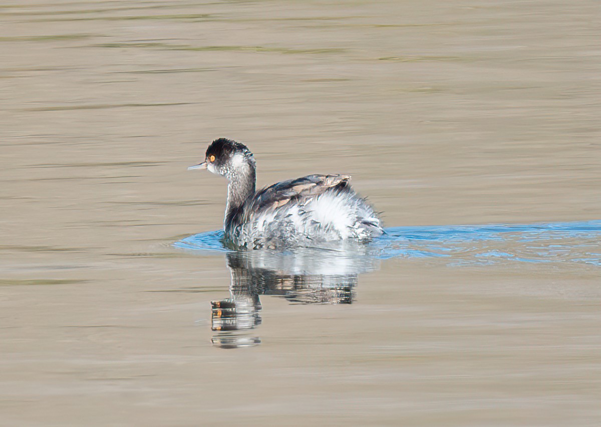 Schwarzhalstaucher - ML645689379