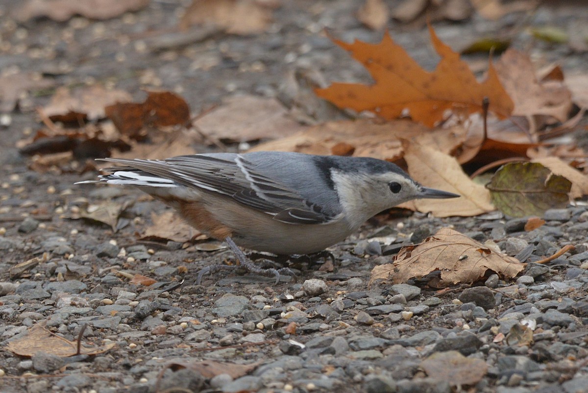 White-breasted Nuthatch - ML645689386