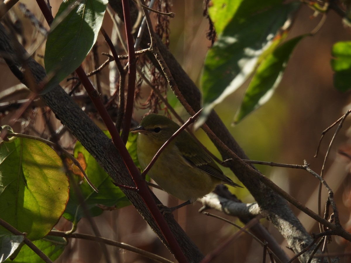 Tennessee Warbler - ML645689390