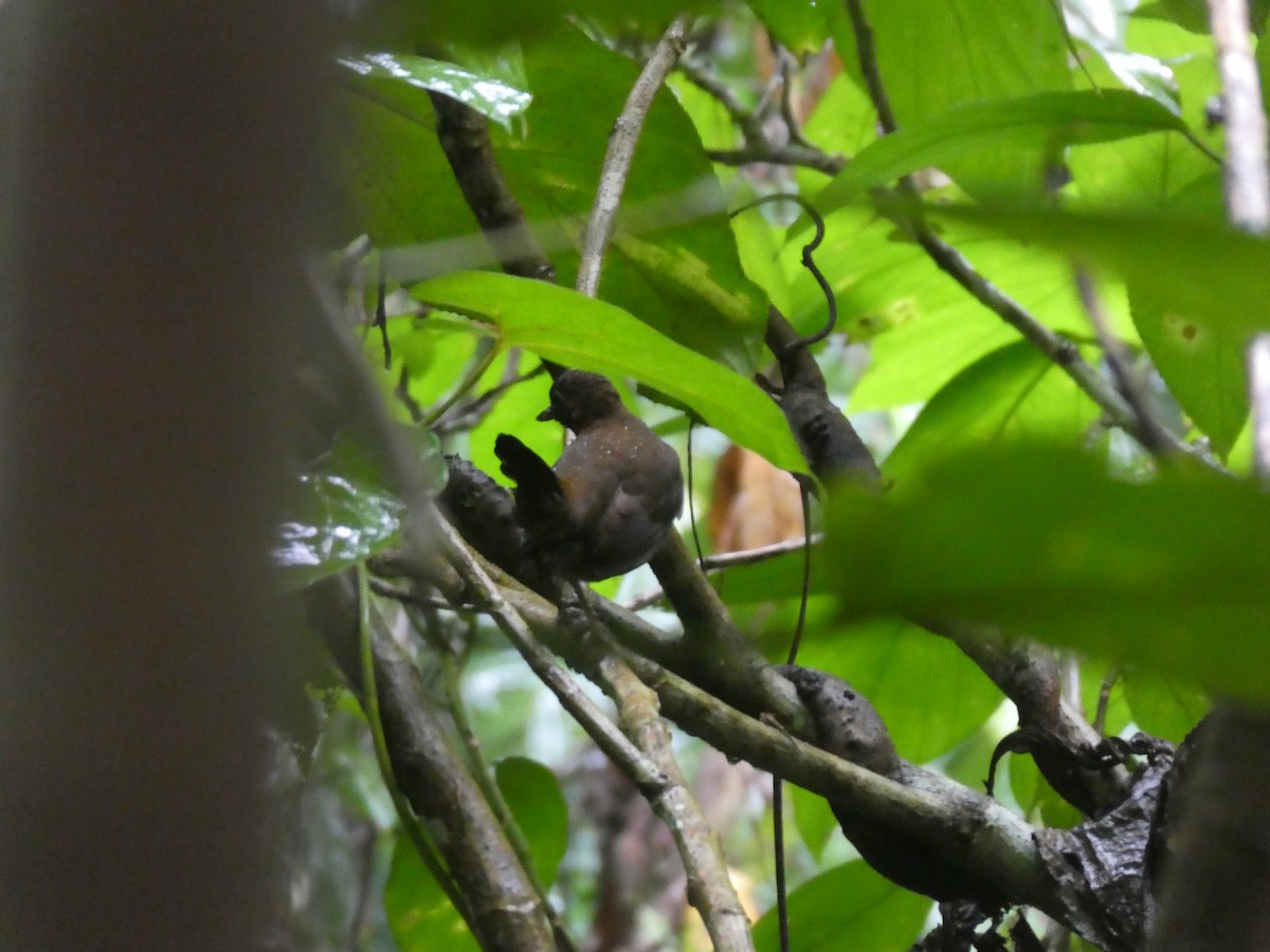 Mayan Antthrush - ML645689394