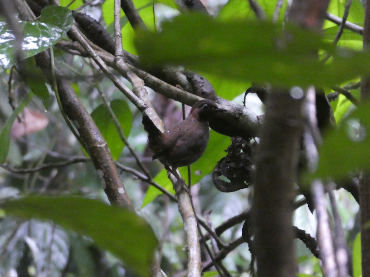 Mayan Antthrush - ML645689399