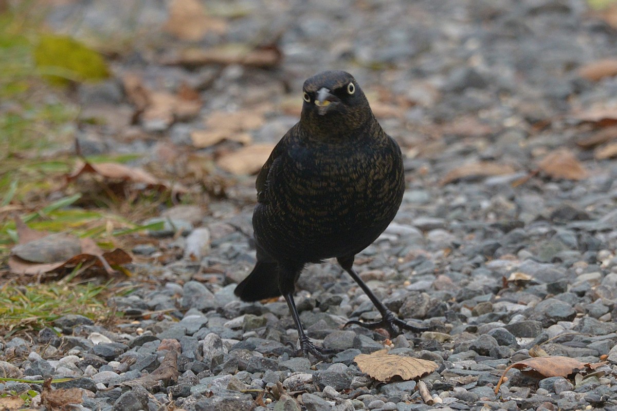 Rusty Blackbird - ML645689410