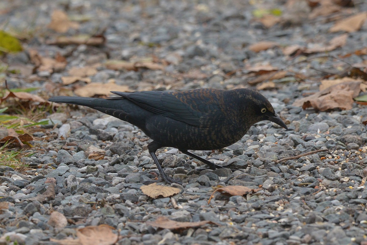 Rusty Blackbird - ML645689411