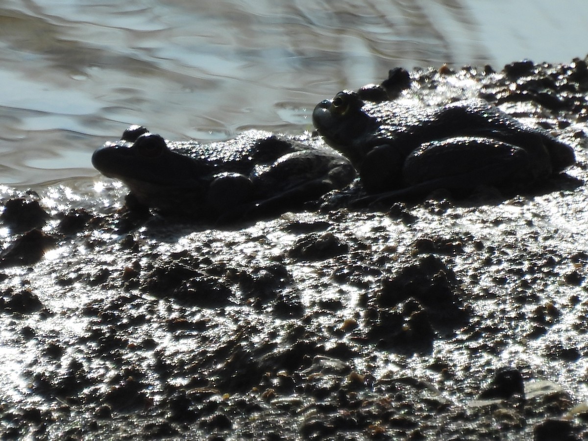 Animals - ML645689429